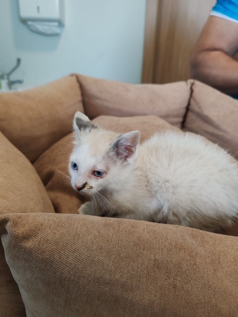 Dou gatinhos 2meses