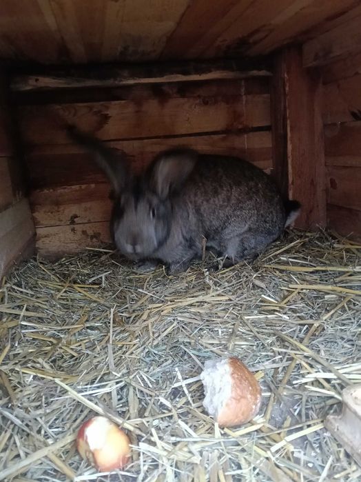 Sprzedam króle belgijskie