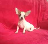 Śliczna suczka Chihuahua