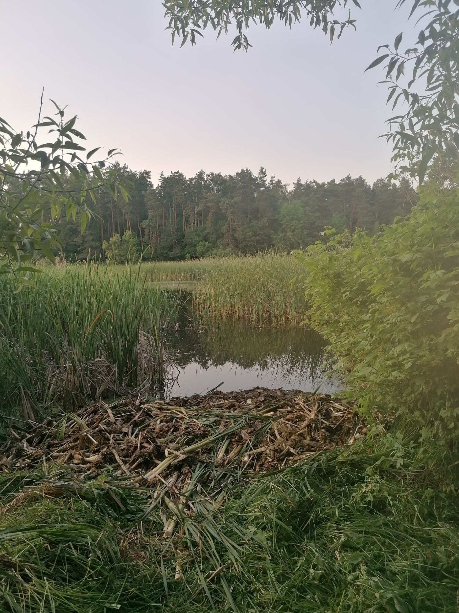 Продам дом в селе Ясногородка (Фастовський район)