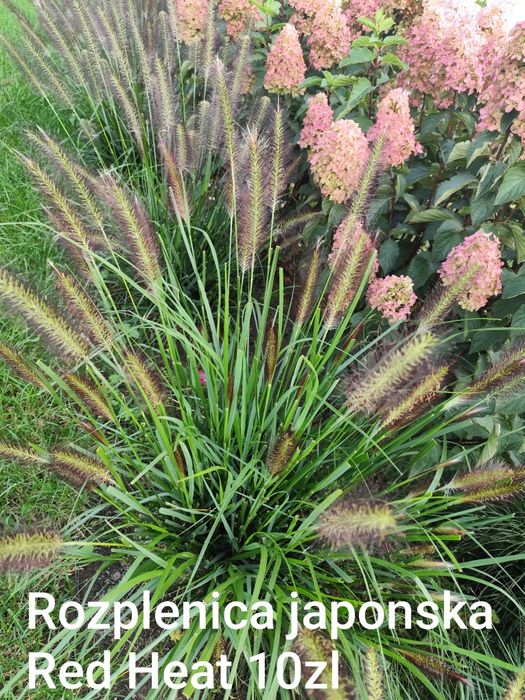 Nadwyżki z ogrodu . Trawy .