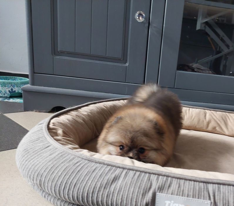 Szpic miniaturowy sunia