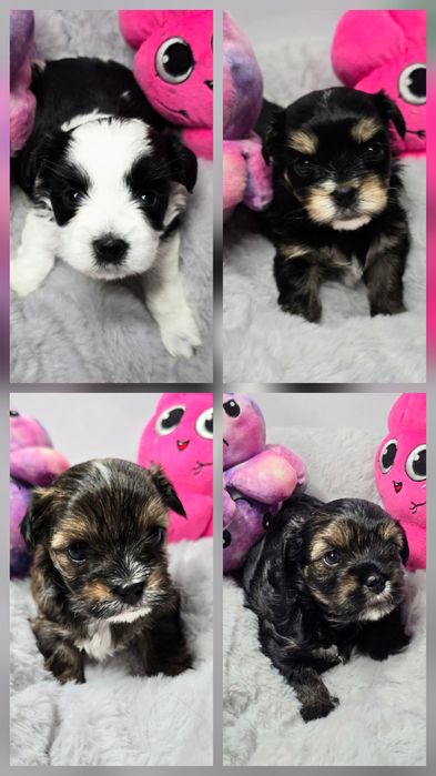 Śliczna sunia Havashire Hybryda