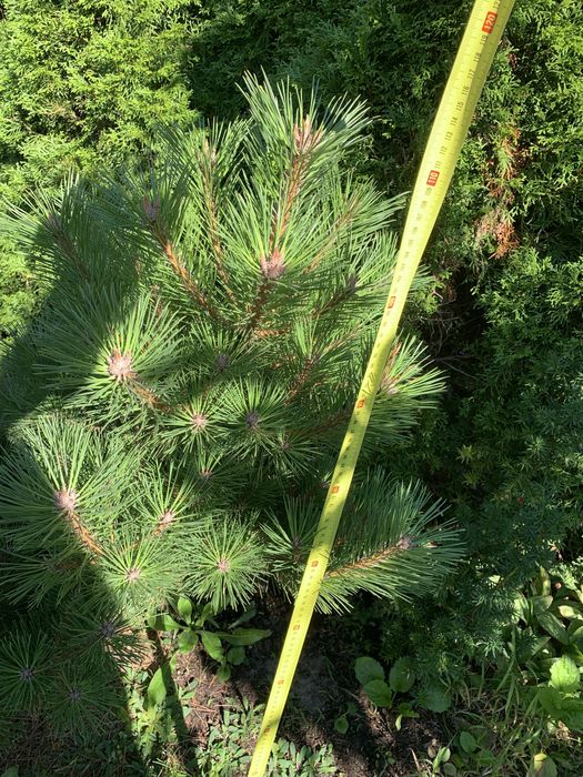 Sosna czarna ozdobna 110cm do ogrodu