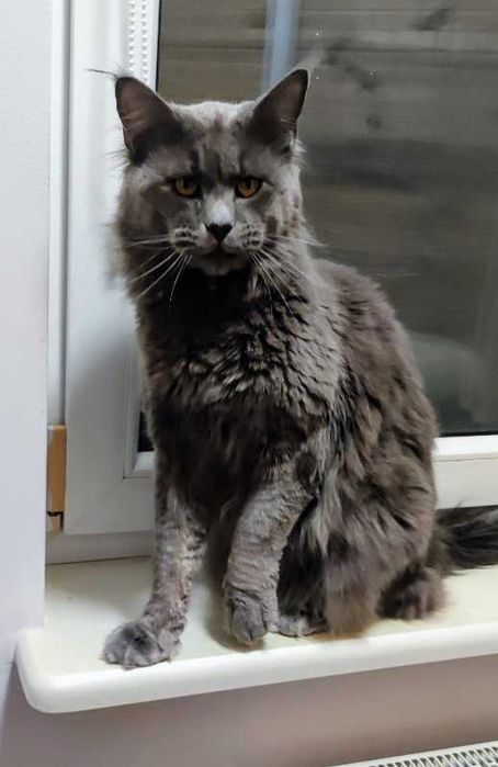 Piękne koty Maine coon