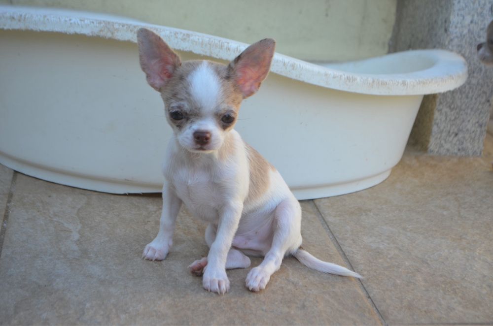 Chihuahua pelo curto merle macho mini