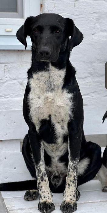 Пропала собака Правый