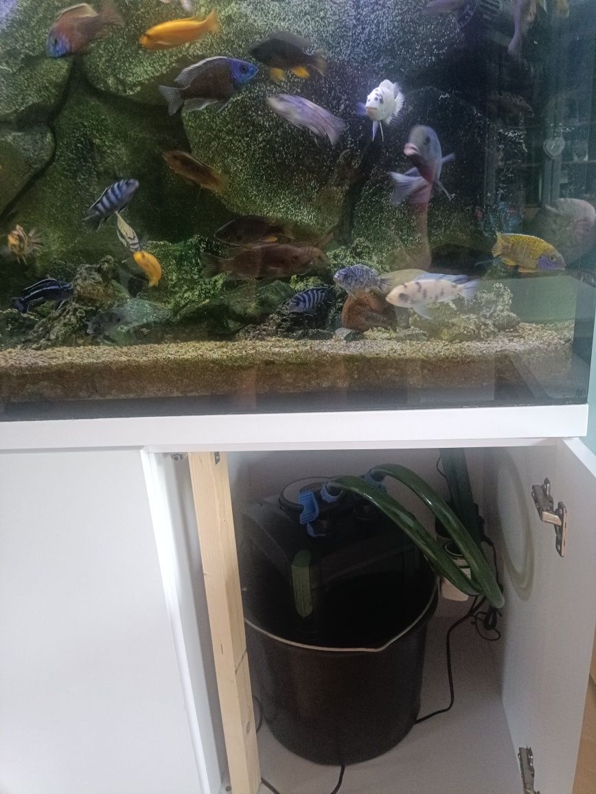 Akwarium Malawi 600l