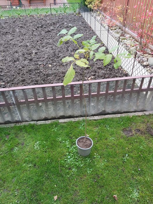 Orzech włoski sadzonka 85 cm