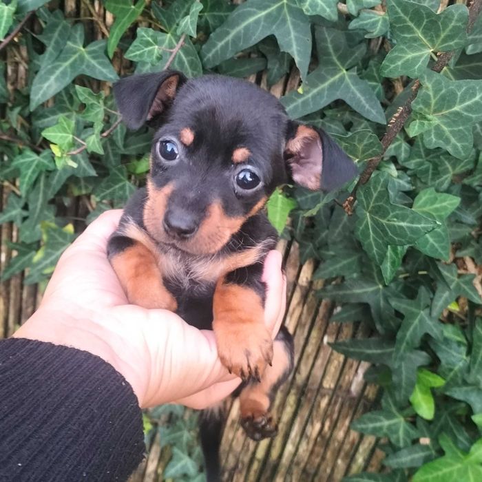 Pinscher fêmea  linda