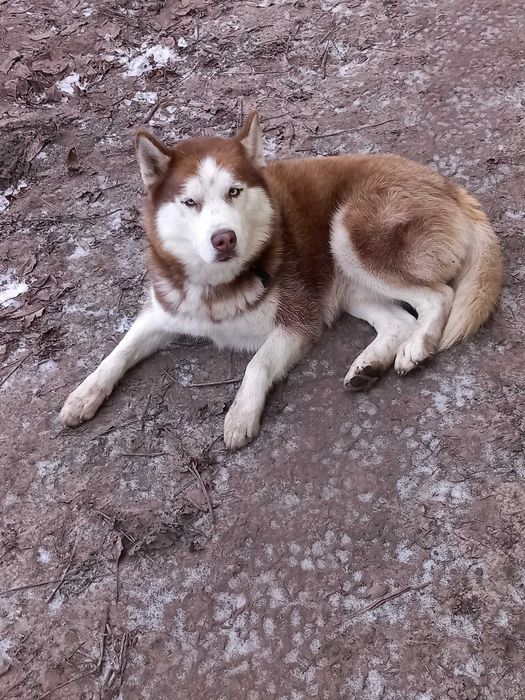 Вязка собак породи хаски