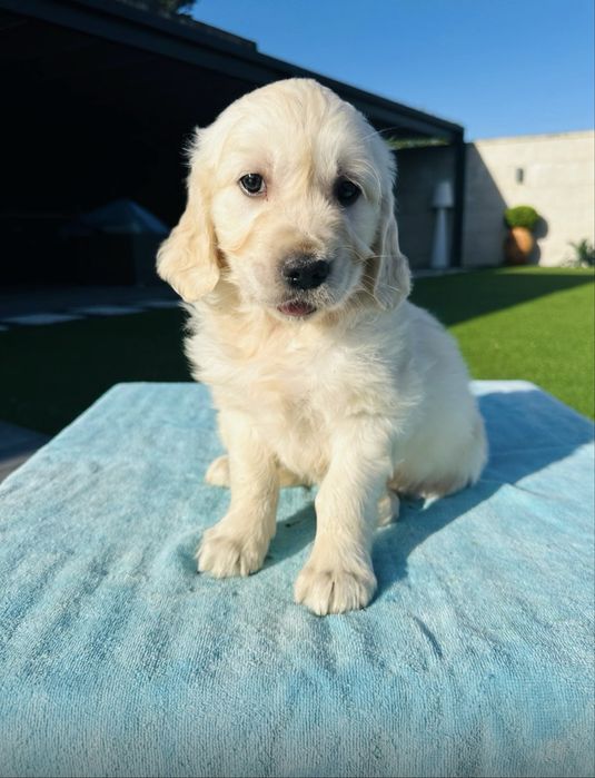 Golden Retriever linda