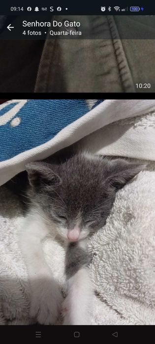 Da se gatinho cerca de 1 mês