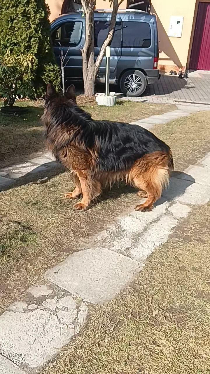 Owczarek Niemiecki Długowłosy R