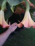 Datura brugmansia dwuletnie białe żółte różowe łososiowe wyprzedaż