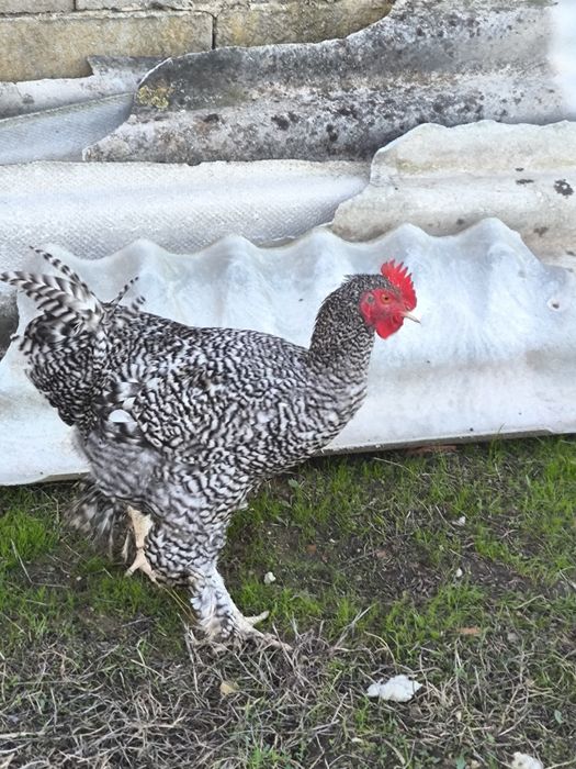 Galo Maline, com seis meses