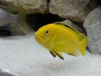 sprzedam rybki pyszczaki yellow (Labidochromis caeruleus)