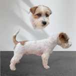 Monta Jack Russel Terrier - Cerdoso