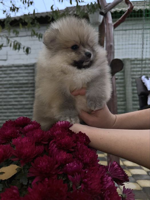 Шикарний міні мішка