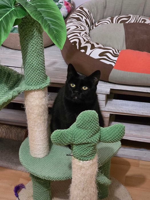 Misia z Fundacji Miasto Kotów