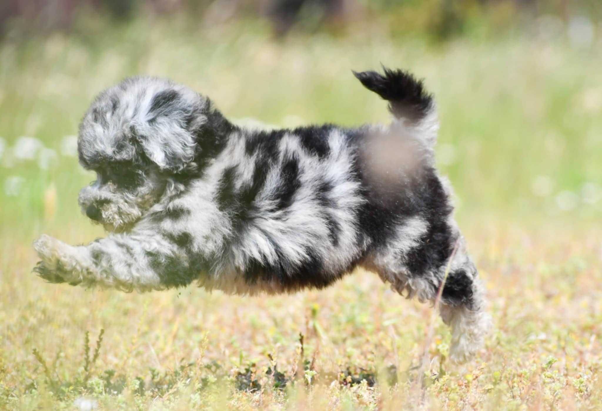 Pudel Toy/miniatura suczka Blue merle