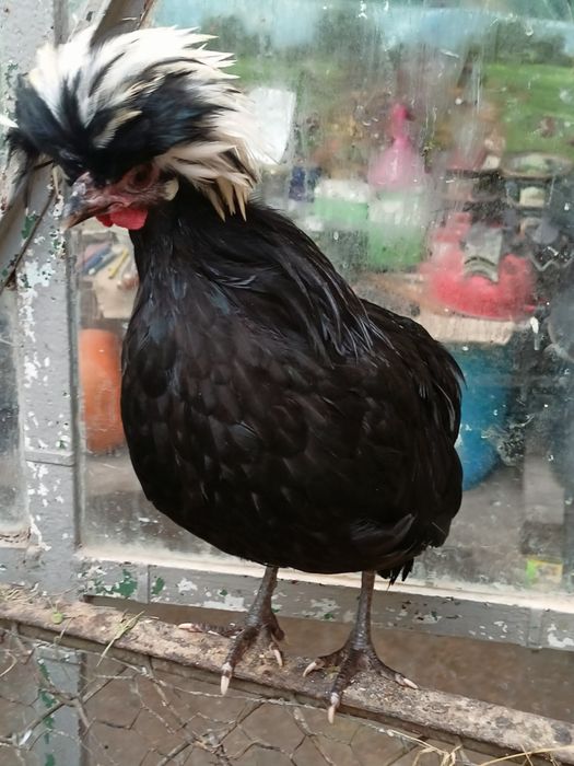 Białoczuby kogut młody