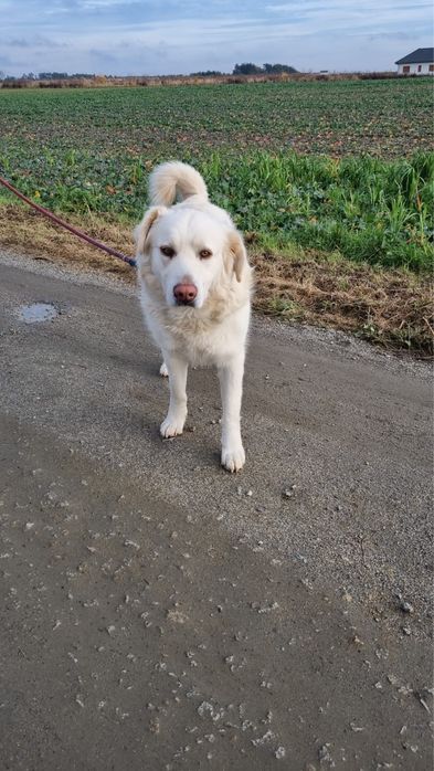 Owczarek Podhalański