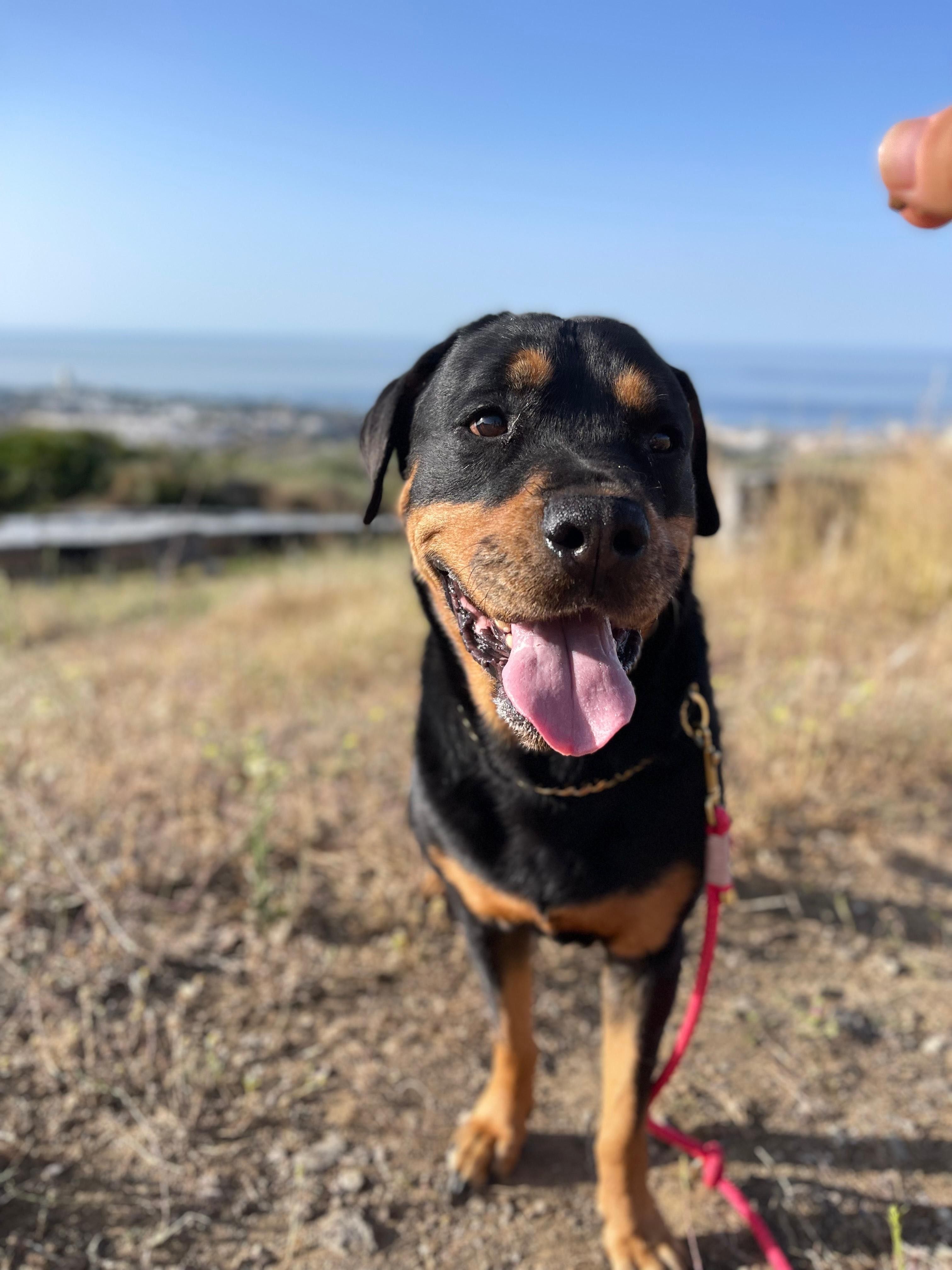 Rottweiler, suczka, Rottweilerka Roxy super z dziećmi, do adopcji