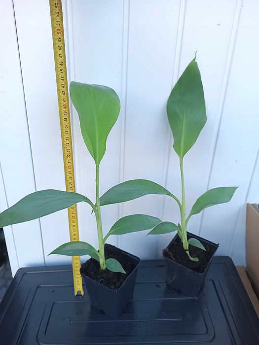 Bananowiec Musa Thousand Fingers sadzonka P7 banan 40cm