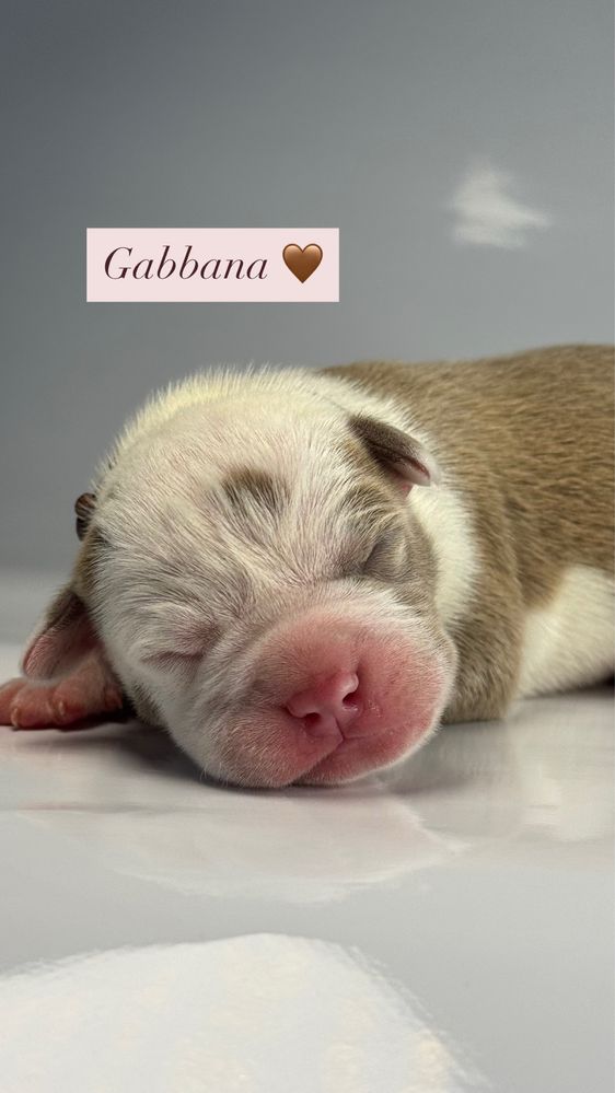 American Bully XL po CHAMPIONIE