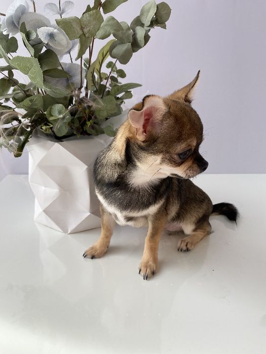 Чіхуа хлопчик гарнесенький