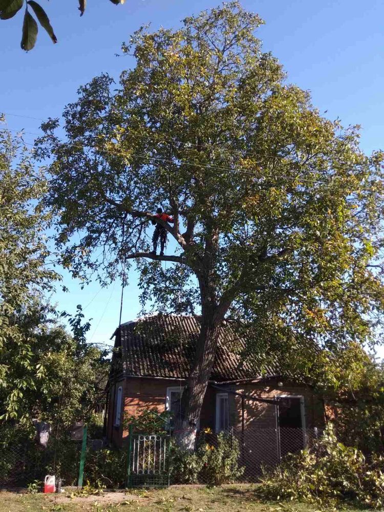 Зрізання дерев, чистка ділянок, кронування, обрізка саду, косіння