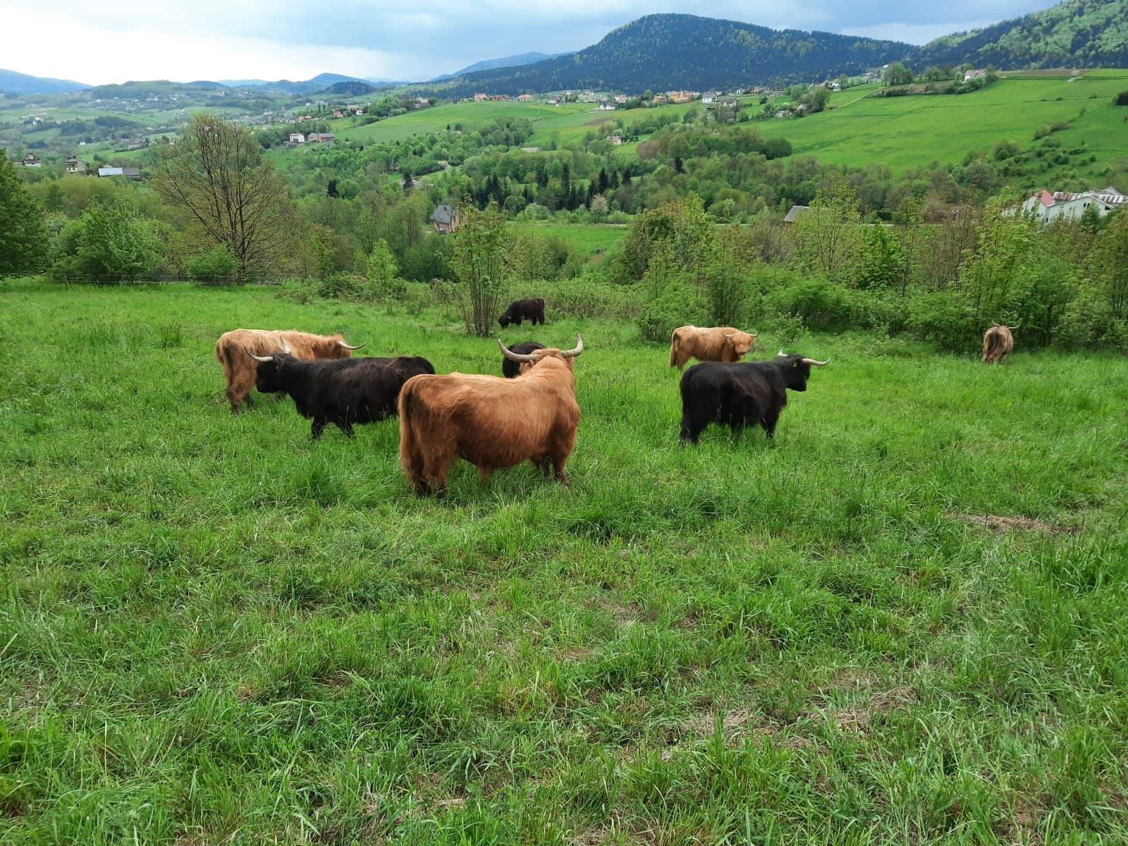 Krowy,  jałówki ,byczki szkockie rasy Highland