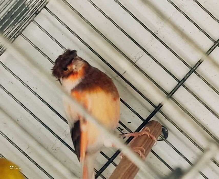 Arlequim português poupa