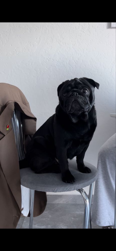 Перетримка собак, няня для собаки, дог сіттер, dog sitter