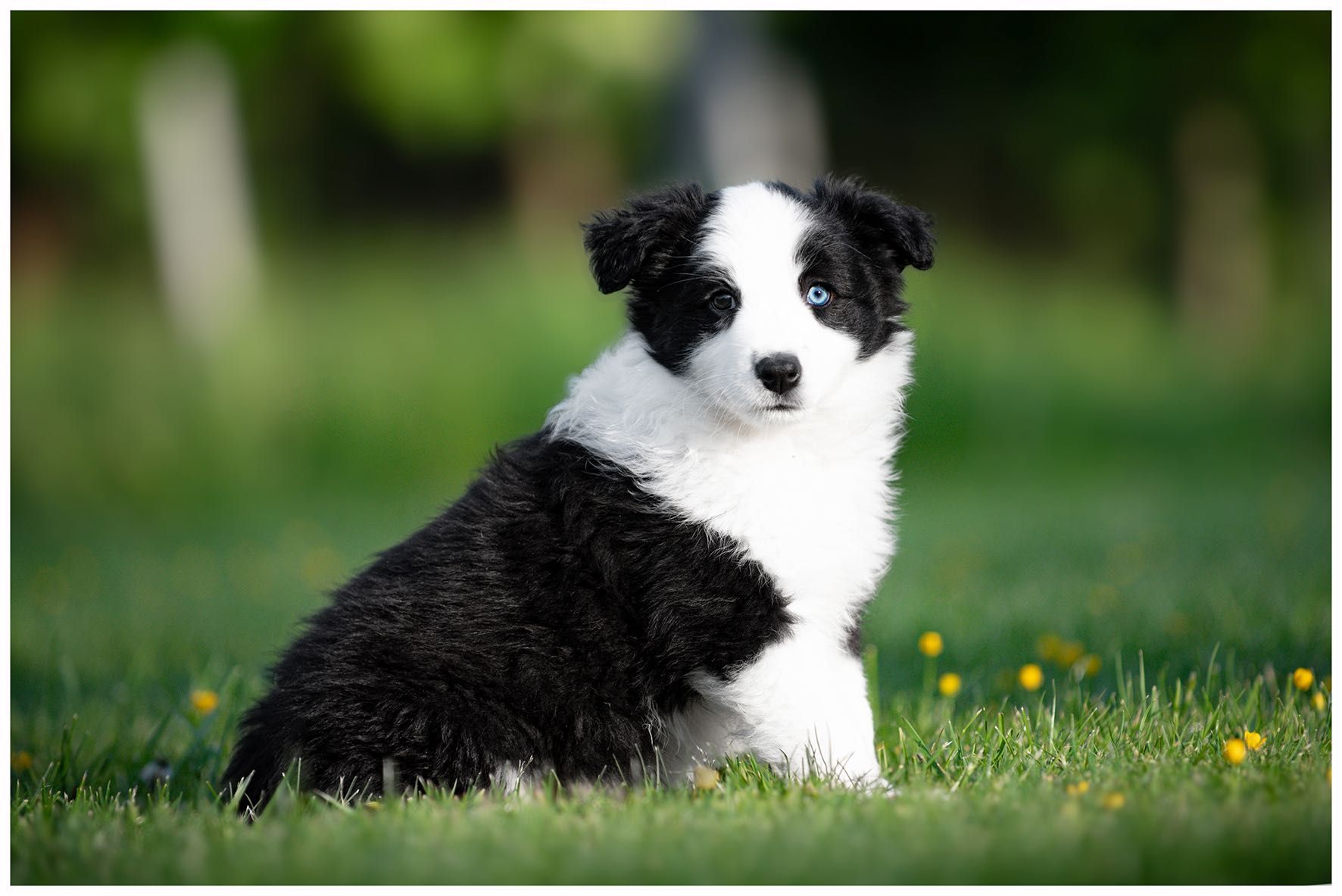 Border collie ZKwP FCI