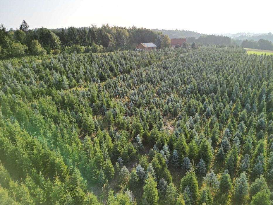 Choinki - Świerk Srebrny