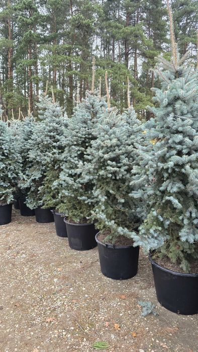 Choinka Świerk srebrny 200-250cm w donicy