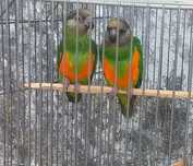 Casal Papagaios do Senegal