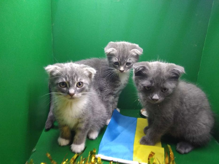 Шотландські кошенята різного віку