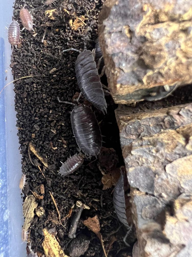 Terrarium Isopody Porcellio Laevis Black Gekon Ekipa Sprzątająca