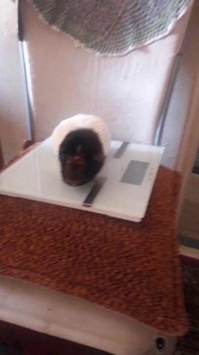 sprzedam swinke morska