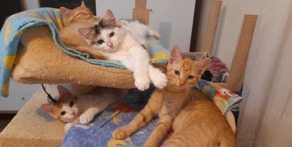 Rodzeństwo 4 miesięczne szukają domków w parkach.