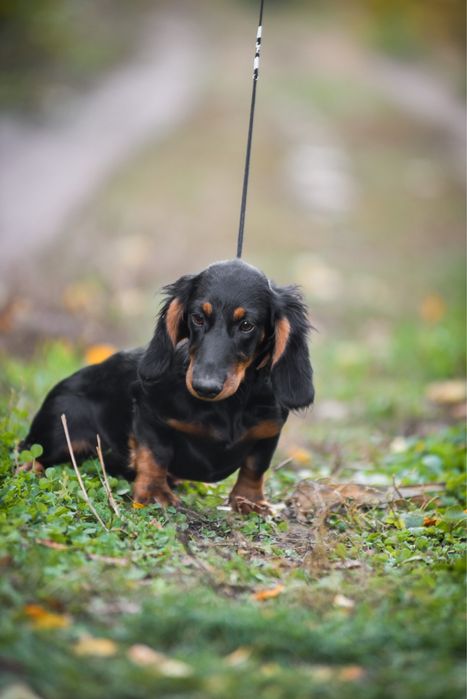 Гарна пригарна дівчинка