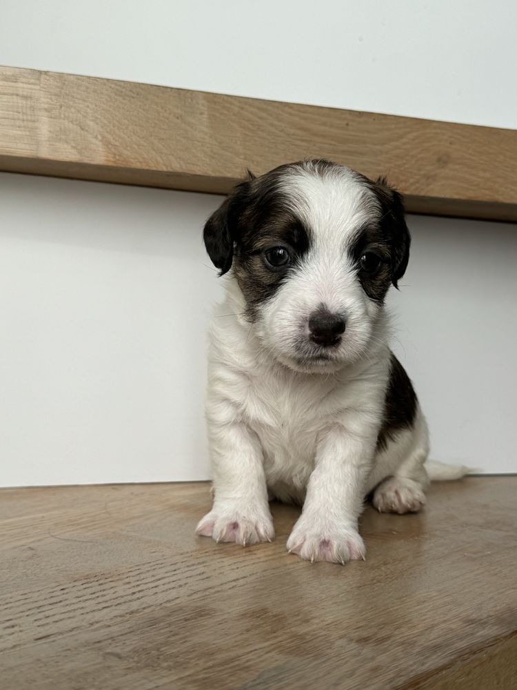 Jack Russel terrier