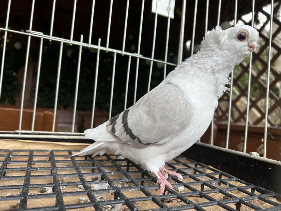 Gołębie ozdobne. Mewka polska samiczka 2025r