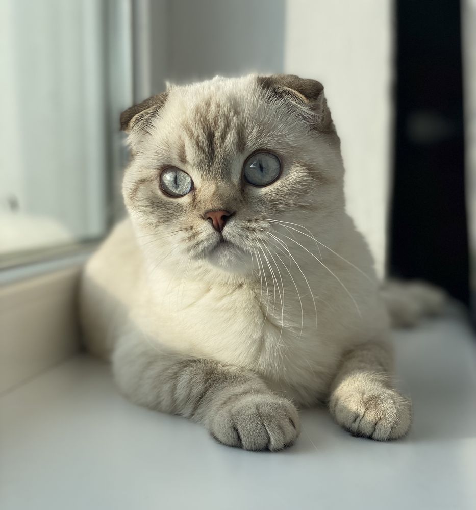 Шотландська висловуха Scottish fold золота шиншила