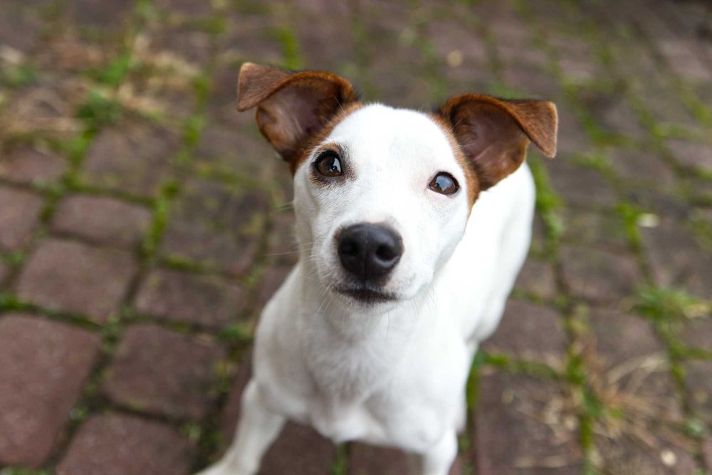 jack russell terier DO ADOPCJI!