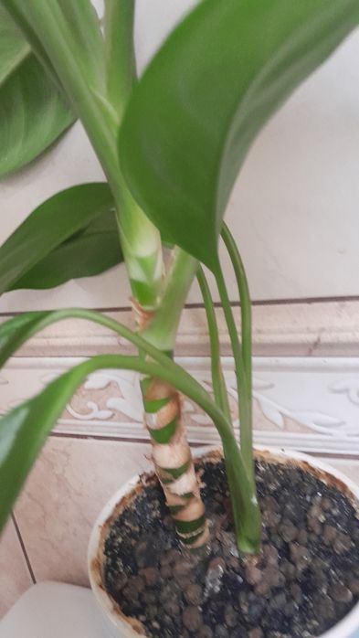 Kwiat doniczkowy Aglaonema Silver Bay