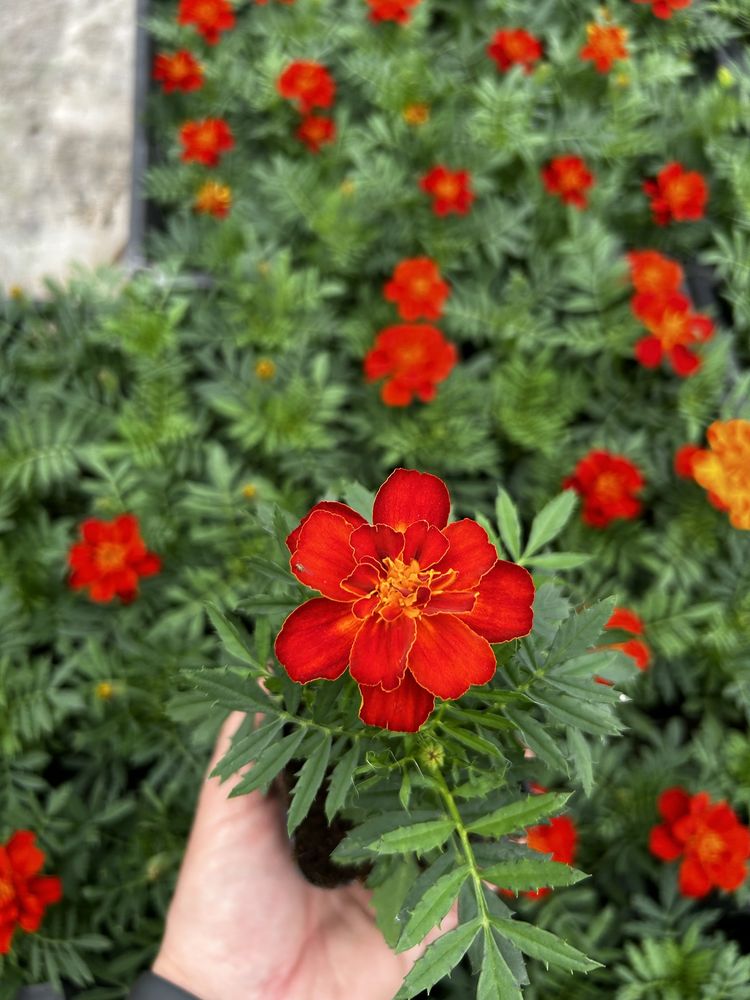 Aksamitka Tagetes śmierdziuch 10 kolorów